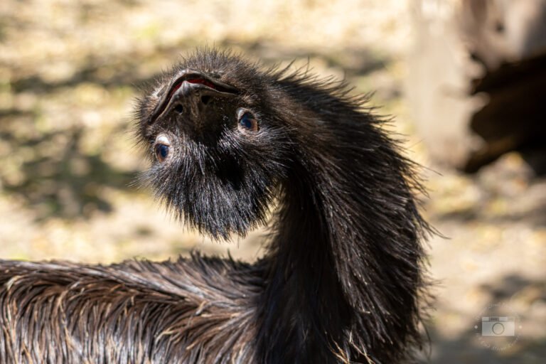 Einen schönen Tag im Zoo Salzburg Hellbrunn